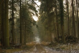 auf Waldwegen / ***