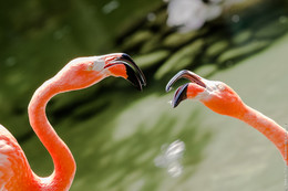  / Flamingos quarrelling
