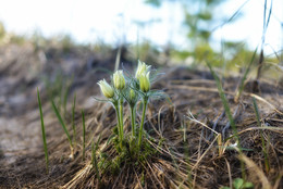 Schönen Frühling! / ***