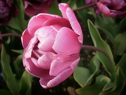  / Spring