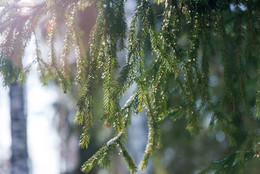 Frühling / ***
