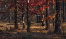 Red Autumn / ***