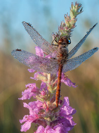 Morgen Libelle / ...