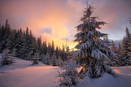 New Day / ***