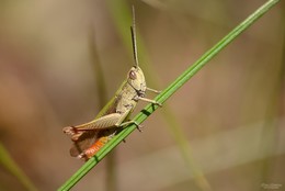 Heuschrecke im Gras saß / ***