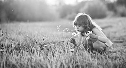Taraxacum / ***