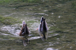 Synchronschwimmen. / ***