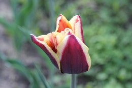 Tulpe / ***