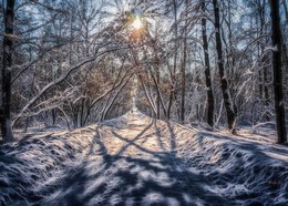 Der Sonne entgegen. / ***