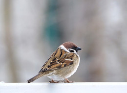 Spatz / ***