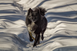 Hund / ***