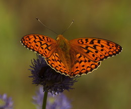 Schmetterling auf einer Blume / ***
