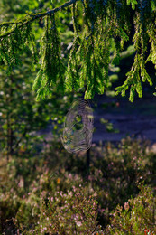 Sommer / ***