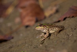 Amphibie / ***