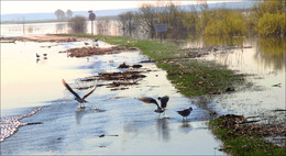Hohe Wasser / ***