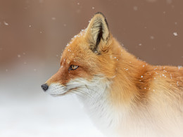 Fuchs / ***
