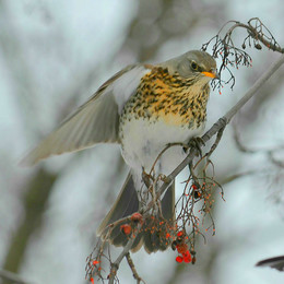 Thrush Wacholderdrossel / ***