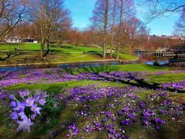 Krokusse / Planten un Blomen Hamburg
