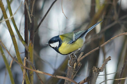 Big Tit / ***