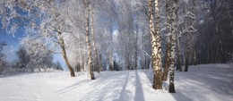 Winterwald. / ***