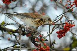 Thrush Wacholderdrossel / ***