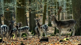 Begegnung im Walde / ***