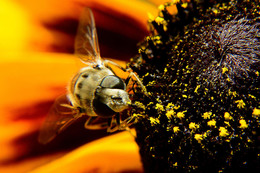 Makro / ***