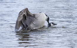  / Canada goose