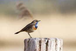  / Blaukehlchen