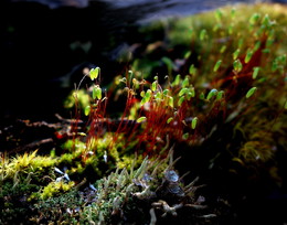 Spring Morning / ***