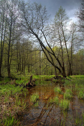Frühling / 2017