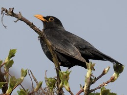 Blackbird / ***