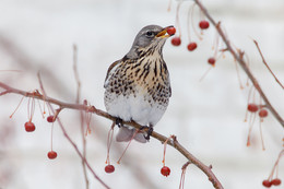 Thrush Wacholderdrossel / ***