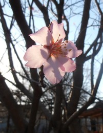 Blossomed Mandel / ***