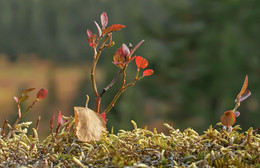 Nature ... / ***