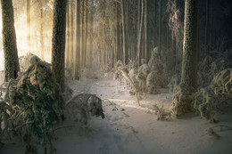 Frost / ***