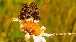 Schmetterlinge / ***