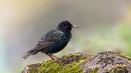 Mr. Colorful / Diesen farbenfrohen Piepmatz habe ich heute am Maschsee fotografiert.