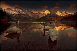 Schwan am Almsee / Morgens am Almsee in Grünau.