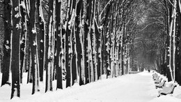 Allee / ***