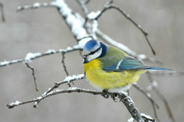 Blaumeise / ***