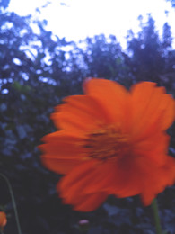 Blumen / ***