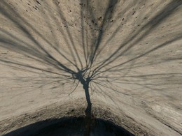 Baum / ***