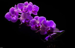 Orchid / ***