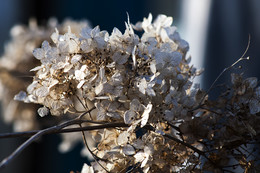Ohne Titel / ***