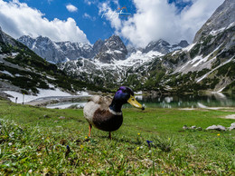 "Unter Beobachtung" / ... während einer Wanderung in den Tiroler Alpen in Österreich.