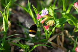 Flight of the Bumblebee / ***