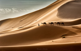 Sahara / ***