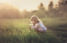 Taraxacum / ***