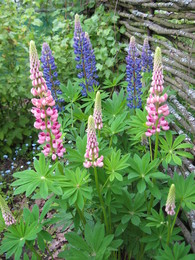 Lupinen / ***